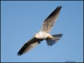 _0SB0945 white-tailed kite
